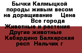 Бычки Калмыцкой породы живым весом на доращивание. › Цена ­ 135 - Все города Животные и растения » Другие животные   . Кабардино-Балкарская респ.,Нальчик г.